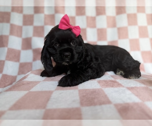 Medium Photo #5 Cocker Spaniel Puppy For Sale in LAKELAND, FL, USA