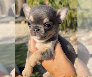 Chihuahua Puppy for sale in NEWBERN, TN, USA