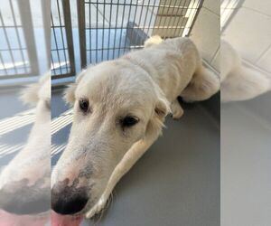 Great Pyrenees-Unknown Mix Dogs for adoption in Hilton Head, SC, USA