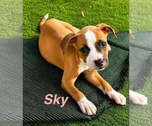 American Staffordshire Terrier-Unknown Mix Dogs for adoption in Jefferson, NJ, USA