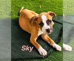Small American Staffordshire Terrier Mix