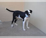 Small #2 Border Collie Mix