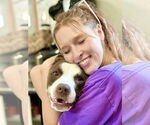 Small #36 American Pit Bull Terrier-Labrador Retriever Mix