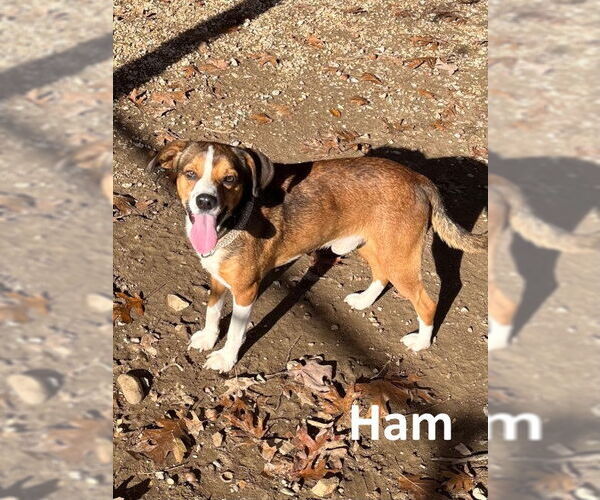 Medium Photo #3 Beagle-Unknown Mix Puppy For Sale in Mountain View, AR, USA