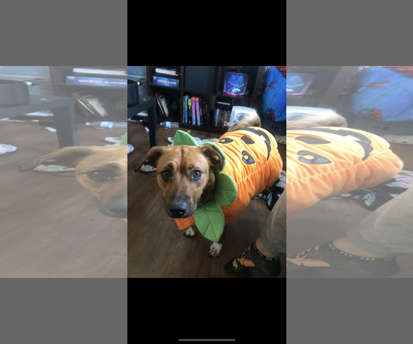 Medium Photo #2 Mutt Puppy For Sale in Woodland, CA, USA