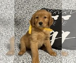 Puppy Daisy Golden Retriever