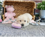 Small #1 Labrador Retriever