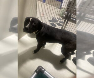 Mutt Dogs for adoption in Bakersfield, CA, USA