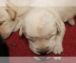 Small Photo #2 Labrador Retriever Puppy For Sale in BARDSTOWN, KY, USA