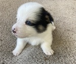 Small Photo #13 American Corgi Puppy For Sale in BRANDON, FL, USA