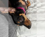 Small #1 Chihuahua Mix