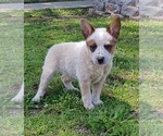 Puppy 1 Australian Cattle Dog