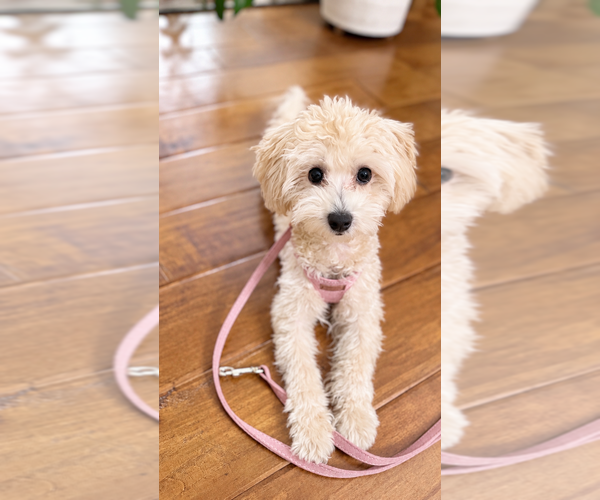 Medium Photo #5 Maltipoo (Toy) Puppy For Sale in MISSION VIEJO, CA, USA