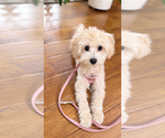 Toffee - Female Maltipoo (Toy) Puppy for Sale - Photo #5