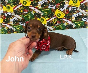 Dachshund Puppy for sale in WINNSBORO, LA, USA
