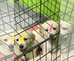 Small Photo #4 Golden Retriever Puppy For Sale in BOILING SPGS, SC, USA