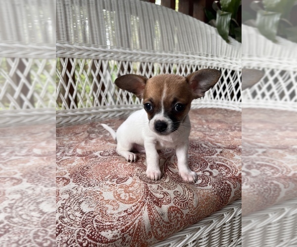 Medium Photo #7 Chihuahua Puppy For Sale in SAINT AUGUSTINE, FL, USA