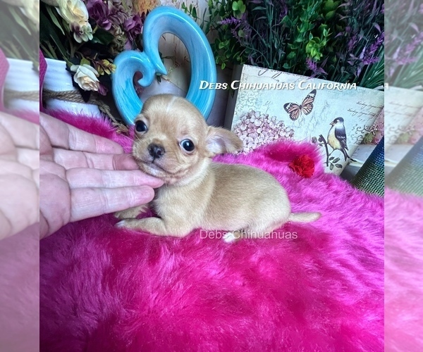 Medium Photo #5 Chihuahua Puppy For Sale in TRACY, CA, USA