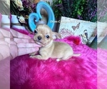 Button - Male Chihuahua Puppy for Sale - Photo #5