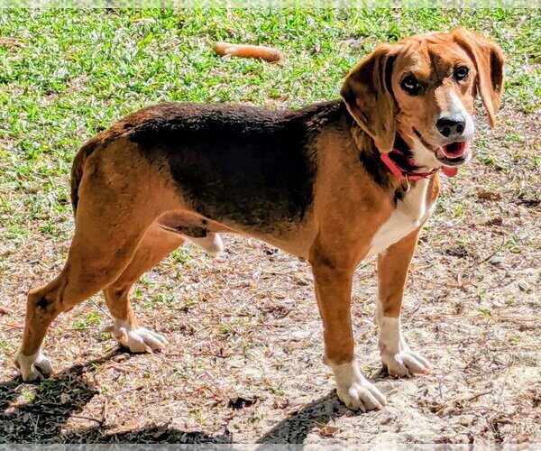 Medium Photo #8 Beagle Puppy For Sale in Dunnellon, FL, USA
