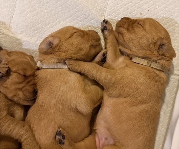 Medium Photo #24 Golden Retriever Puppy For Sale in SACRAMENTO, CA, USA