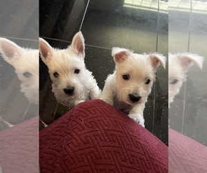 West Highland White Terrier Puppy for sale in EDMOND, OK, USA