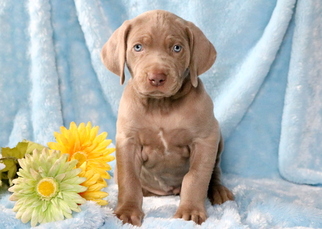 Weimaraner Puppy for sale in MOUNT JOY, PA, USA