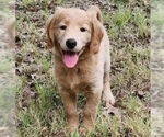 Small #1 Goldendoodle