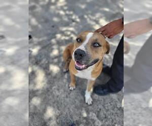 American Staffordshire Terrier-Unknown Mix Dogs for adoption in San Antonio, TX, USA