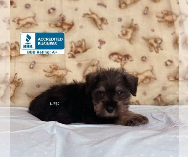 Full screen Photo #1 Schnauzer (Miniature) Puppy For Sale in WINNSBORO, LA, USA