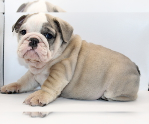 Medium English Bulldog