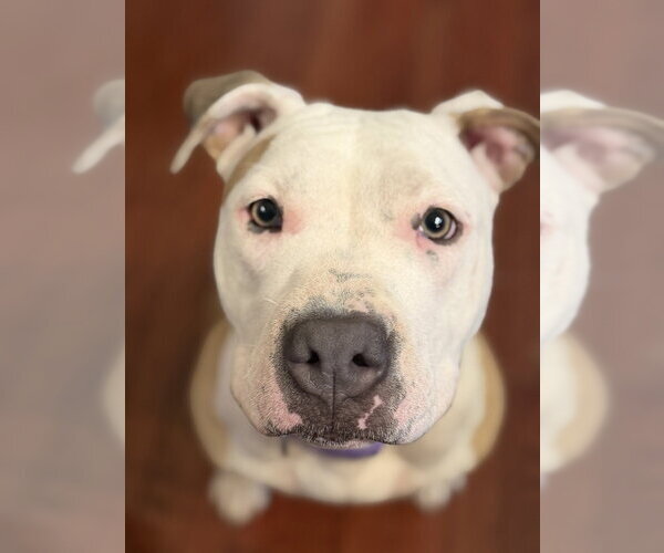 Medium Photo #4 Mutt Puppy For Sale in Wenonah, NJ, USA