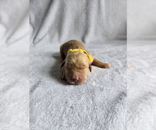 Medium Photo #1 Golden Retriever Puppy For Sale in WILLIAMSTOWN, KY, USA