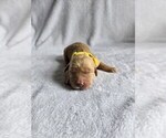 Image preview for Ad Listing. Nickname: Willow