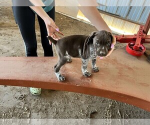 German Shorthaired Pointer Puppy for sale in OAKDALE, CA, USA