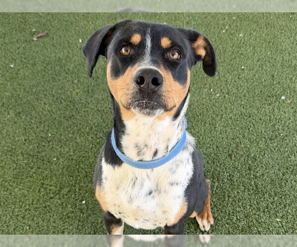 Medium Photo #2 Bluetick Coonhound-Unknown Mix Puppy For Sale in Tavares, FL, USA
