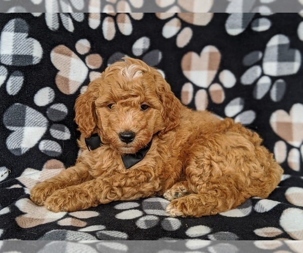 Medium Photo #5 Goldendoodle Puppy For Sale in NOTTINGHAM, PA, USA