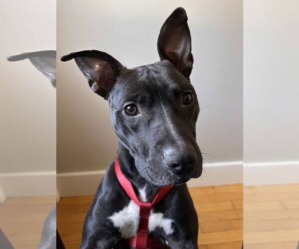 Medium Photo #10 American Pit Bull Terrier-Unknown Mix Puppy For Sale in Hillsboro, NH, USA