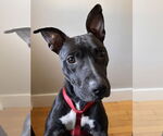 Small #9 American Pit Bull Terrier Mix