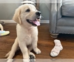 Puppy Puppy 1 Ava Golden Retriever