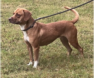 PR 55  Heaven HHS RRP - Female Mutt Dog for Adoption - Photo #3