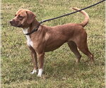 Small Photo #3 Mutt Puppy For Sale in Glen Allen, VA, USA