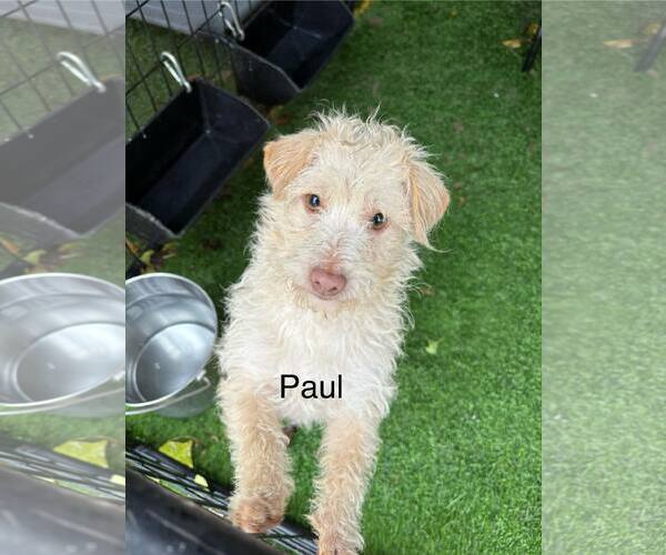 Medium Photo #1 Mutt Puppy For Sale in Turlock, CA, USA