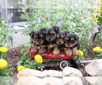Small #7 Yorkshire Terrier