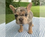Small #2 French Bulldog
