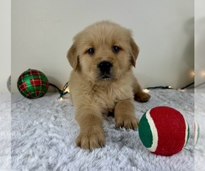 Golden Retriever Puppy for sale in GREENFIELD, IN, USA