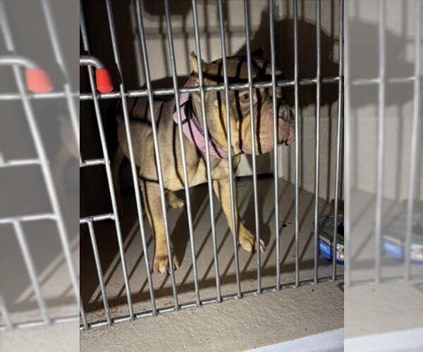 Medium Photo #1 Bulldog-Unknown Mix Puppy For Sale in Las Vegas, NV, USA