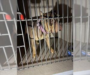 Bulldog-Unknown Mix Dogs for adoption in Las Vegas, NV, USA