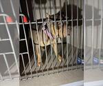 *HERSHEL - Male Bulldog-Unknown Mix Dog for Adoption - Small photo