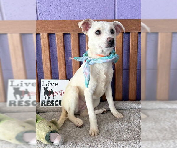 Medium Photo #1 Mutt Puppy For Sale in Genesee, WI, USA